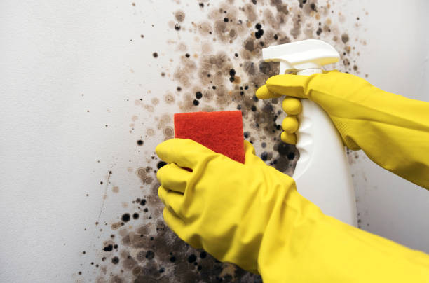 Best Local Mold Removal Service  in Big Lake, WA