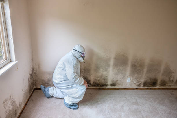 Best Best Mold Removal Companies  in Big Lake, WA