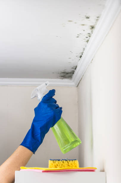 Home Mold Removal in Big Lake, WA