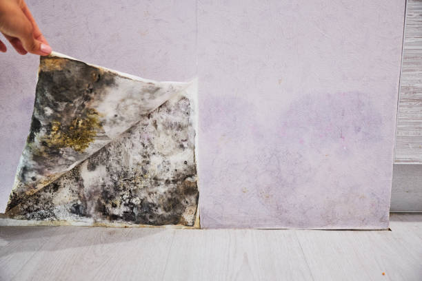 Attic Mold Removal in Big Lake, WA
